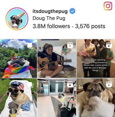 Doug the Pug Instagram Banner